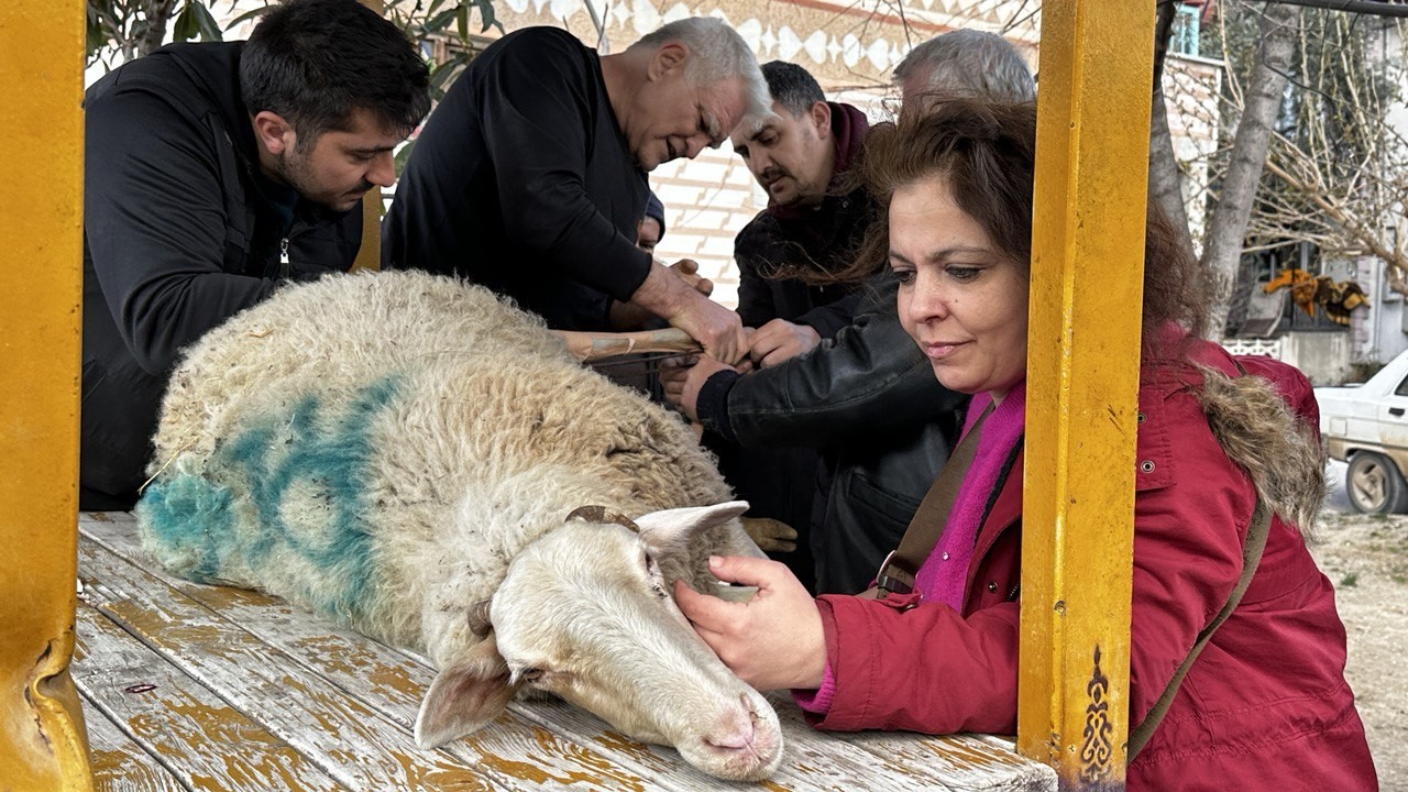 (Özel) Bacağı kırılan koyuna sanayide aparat yaptılar