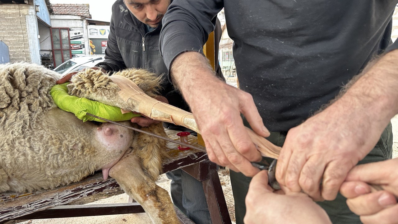 (Özel) Bacağı kırılan koyuna sanayide aparat yaptılar