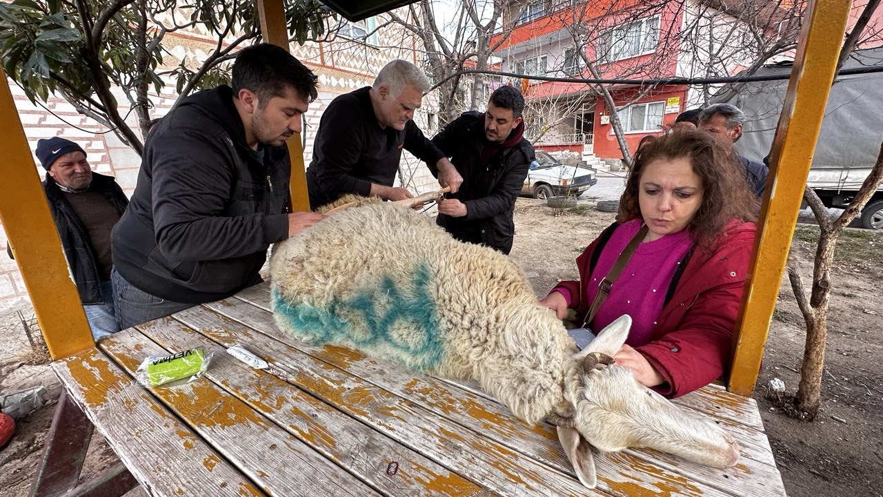 (Özel) Bacağı kırılan koyuna sanayide aparat yaptılar