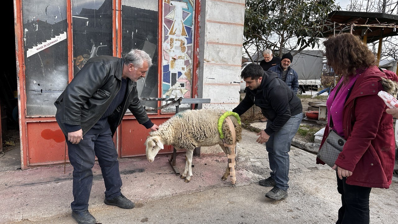 (Özel) Bacağı kırılan koyuna sanayide aparat yaptılar