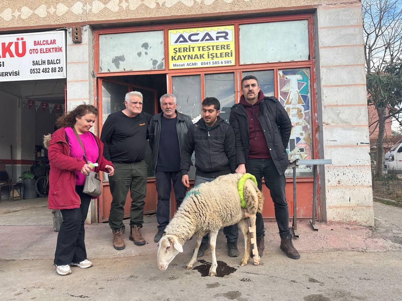 (Özel) Bacağı kırılan koyuna sanayide aparat yaptılar