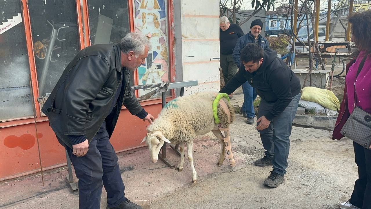 (Özel) Bacağı kırılan koyuna sanayide aparat yaptılar