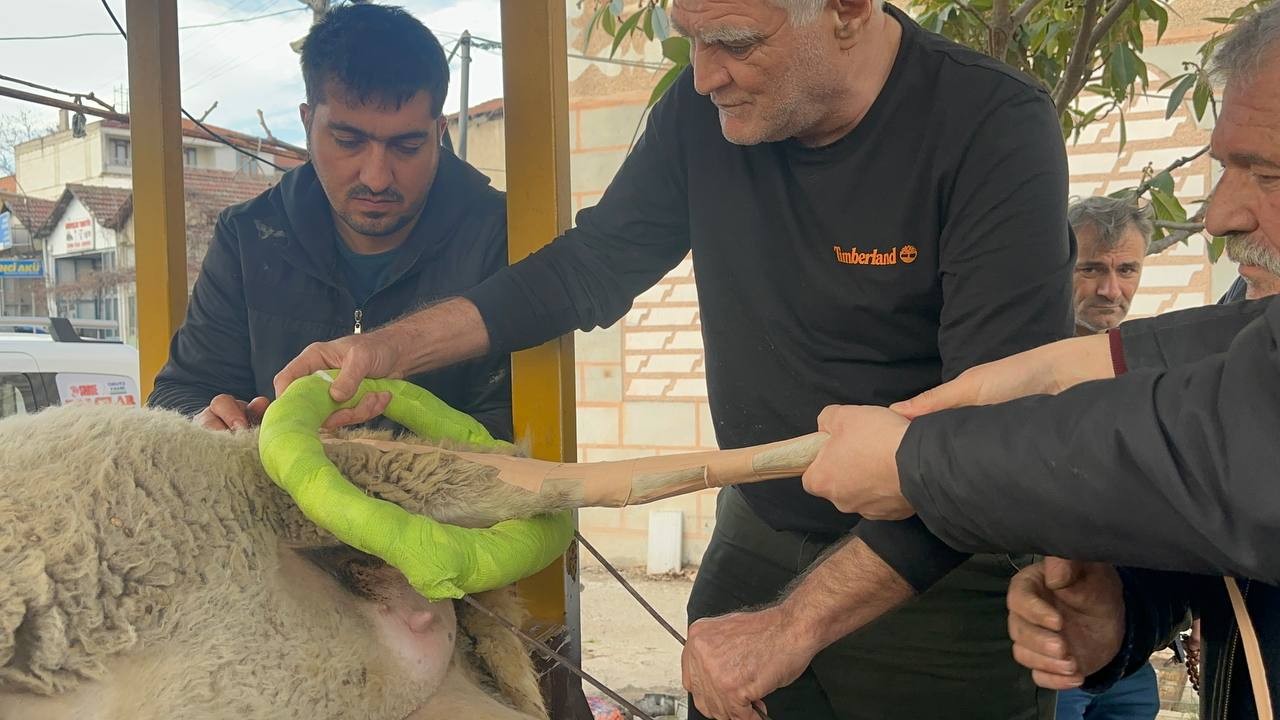 (Özel) Bacağı kırılan koyuna sanayide aparat yaptılar