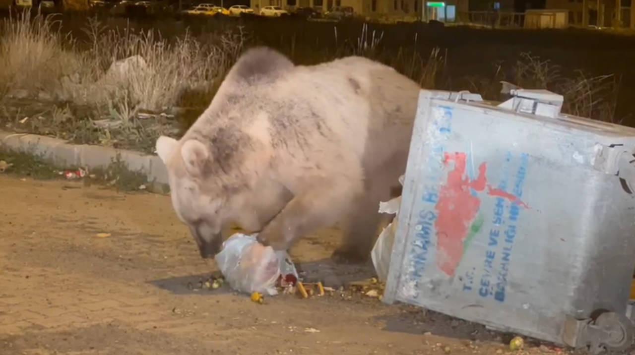 Sarıkamış'ta boz ayılar kış uykusunu unuttu!