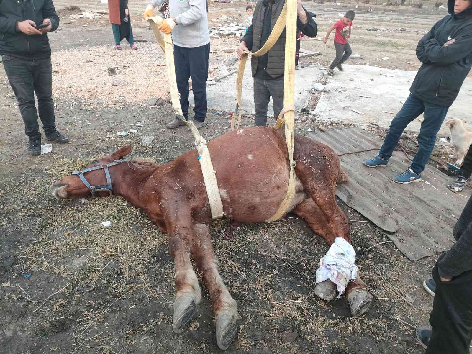 Araç çarpan atı yaşatmak için zamanla yarıştılar