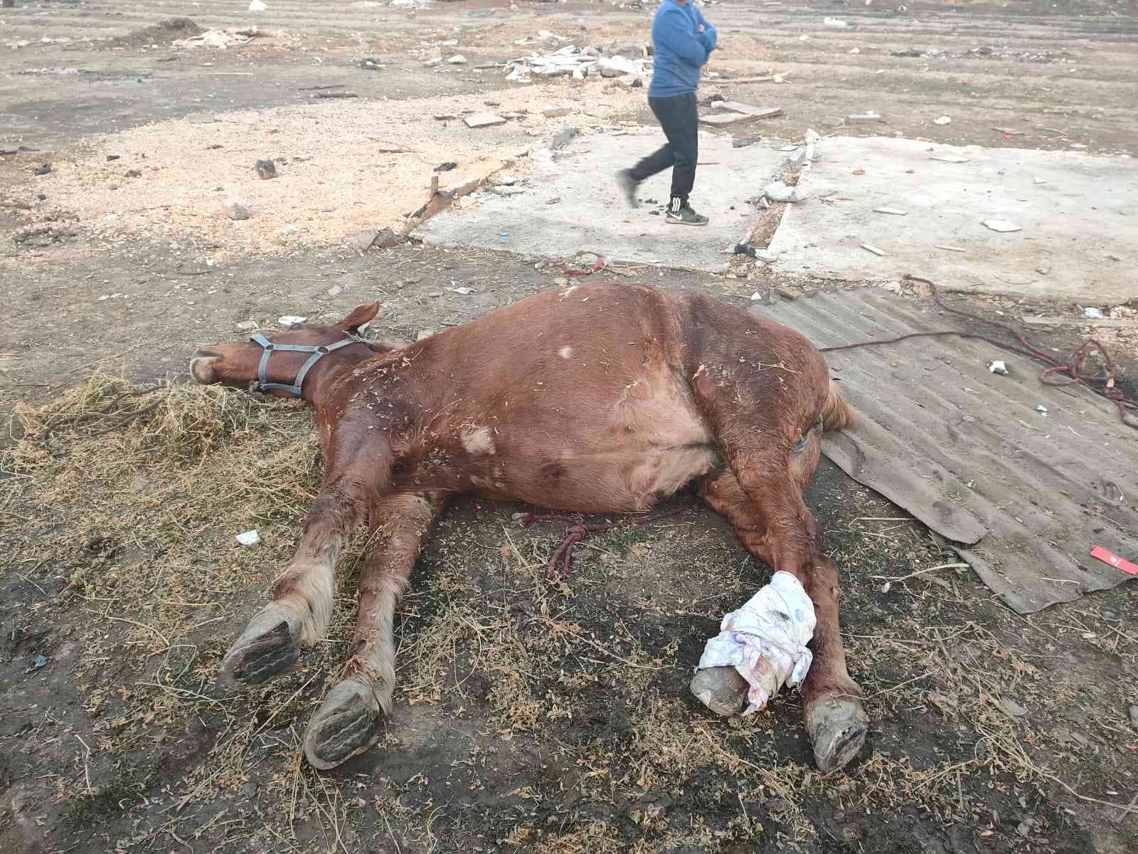 Araç çarpan atı yaşatmak için zamanla yarıştılar