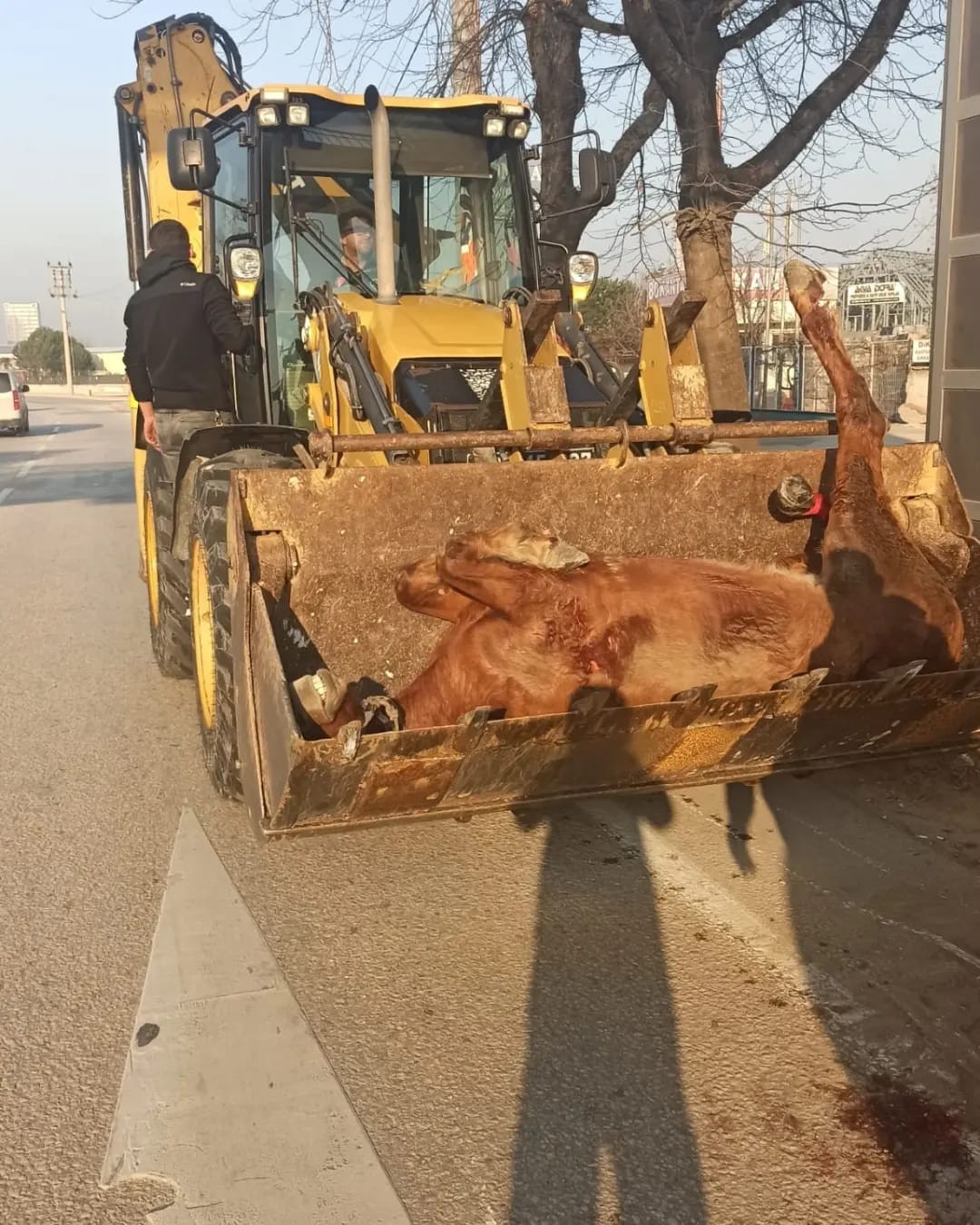 Araç çarpan atı yaşatmak için zamanla yarıştılar