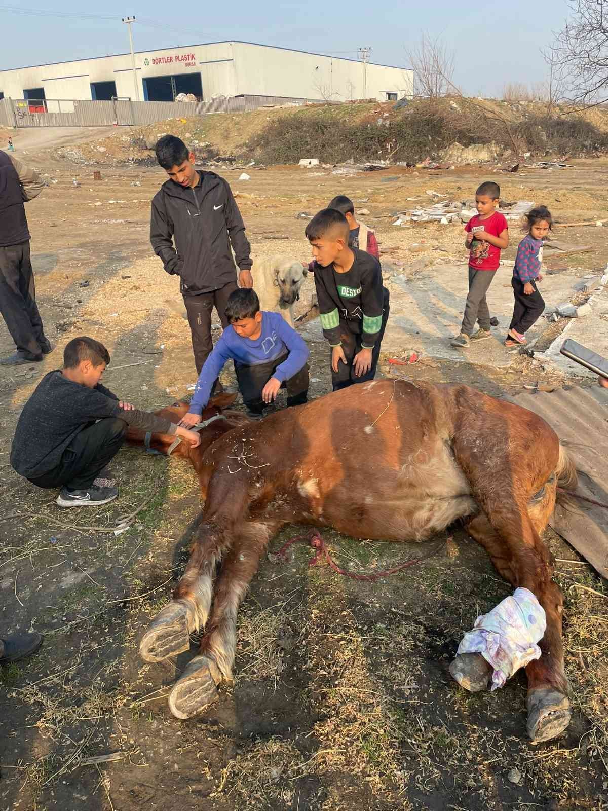 Araç çarpan atı yaşatmak için zamanla yarıştılar