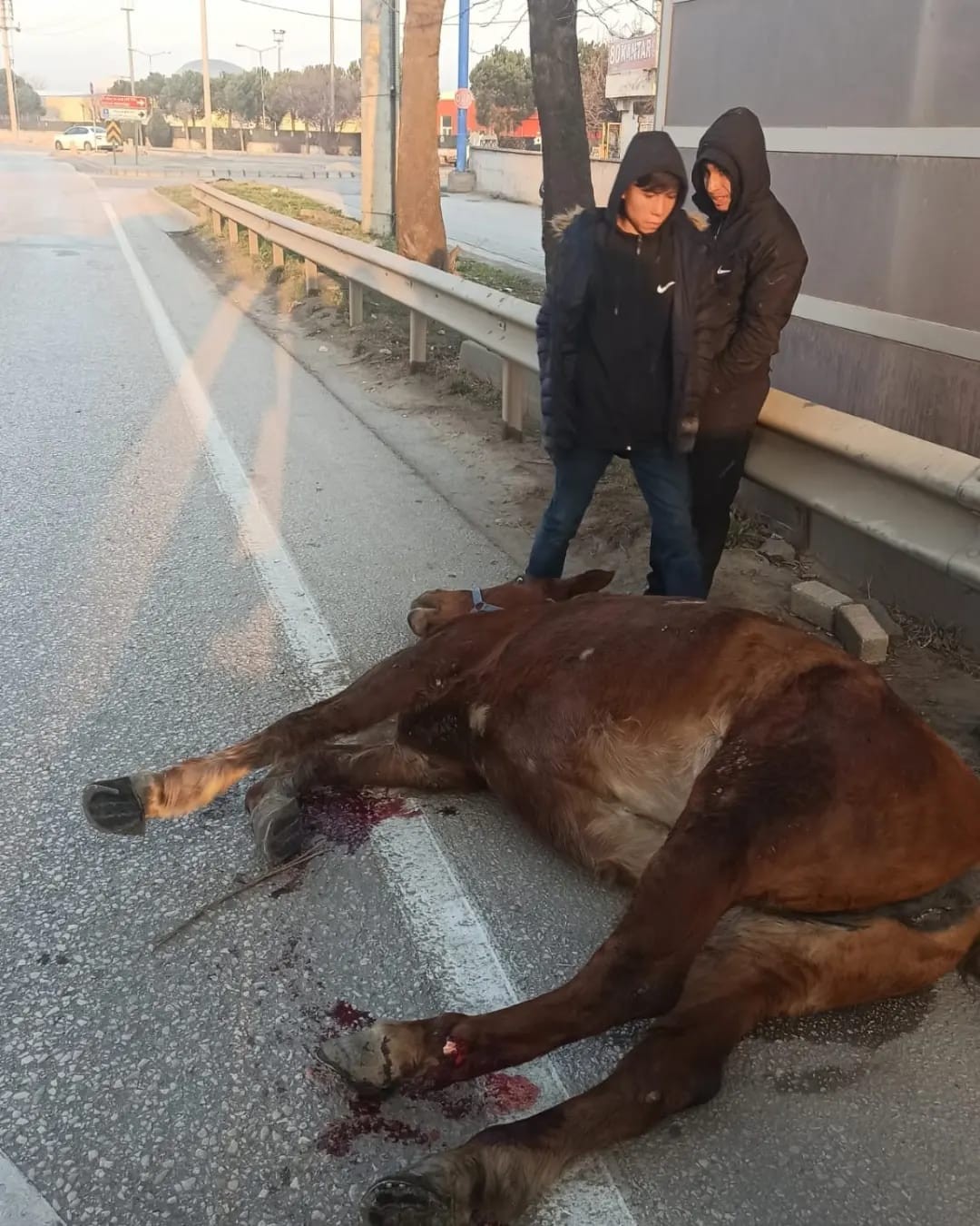 Araç çarpan atı yaşatmak için zamanla yarıştılar