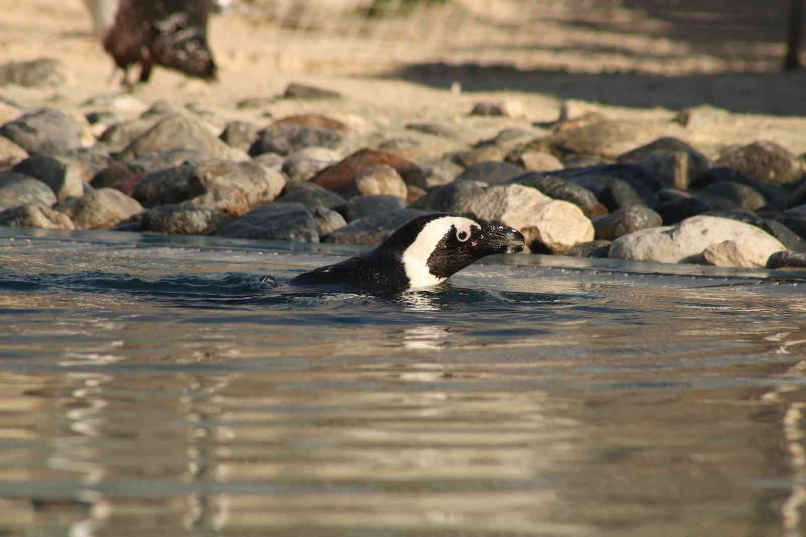 Dünya Penguen Günü’nde sardalya sürprizi