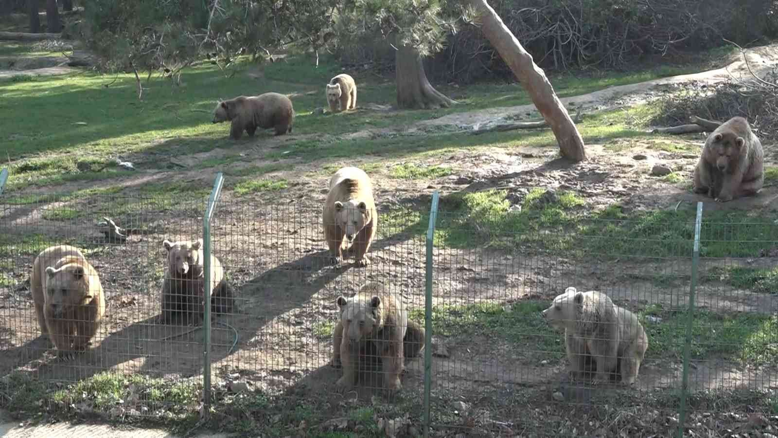 (Özel) Güzel havayı gören ayılar güreşe tutundu