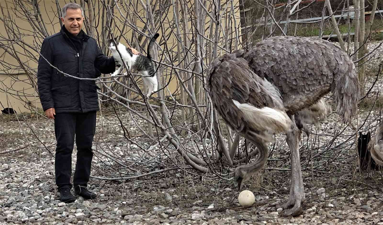 Sıcak hava onları da şaşırttı...Deve kuşları mevsimleri karıştırdı kışın yumurtlamaya başladı