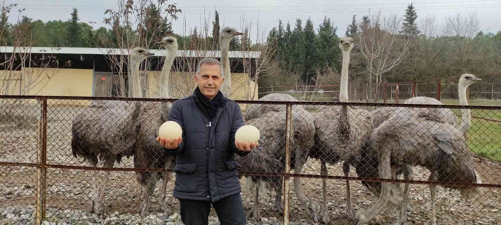 Sıcak hava onları da şaşırttı...Deve kuşları mevsimleri karıştırdı kışın yumurtlamaya başladı