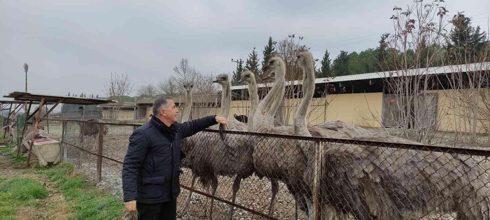 Sıcak hava onları da şaşırttı...Deve kuşları mevsimleri karıştırdı kışın yumurtlamaya başladı