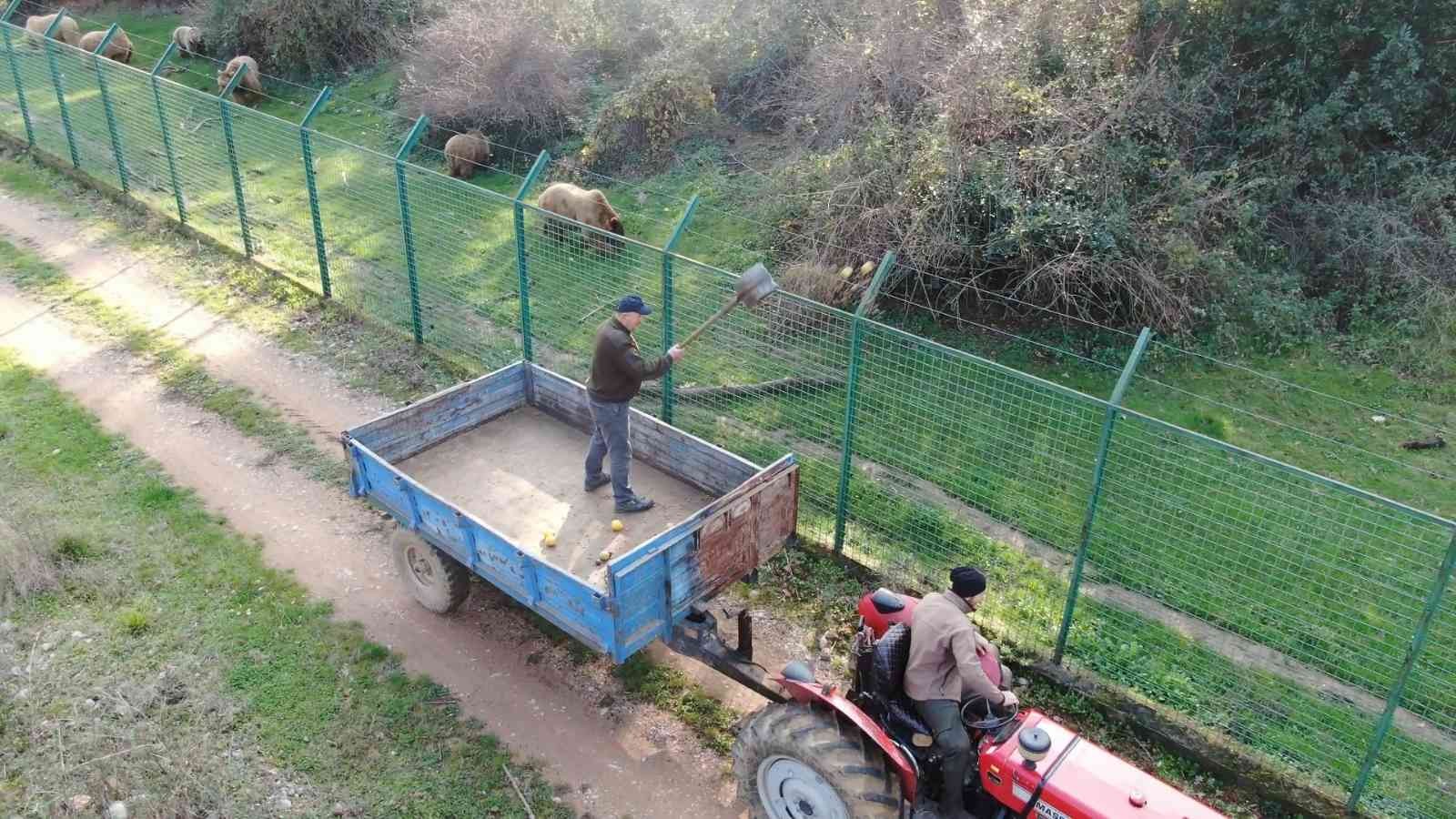 Kış geldi, ayıların uykusu yine gelmedi