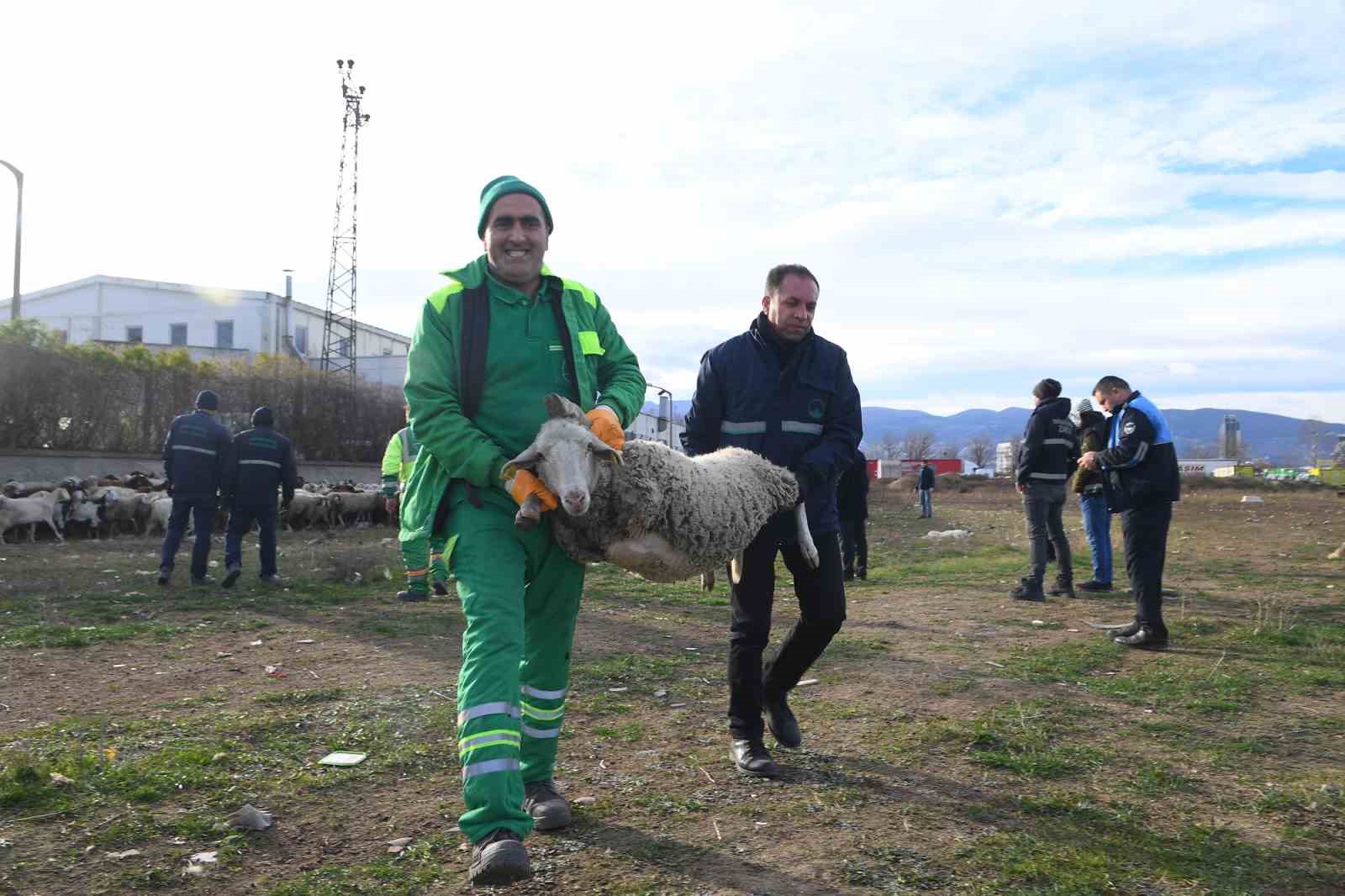 Ekili arazilere zarar veren koyunlara zabıta müdahale etti