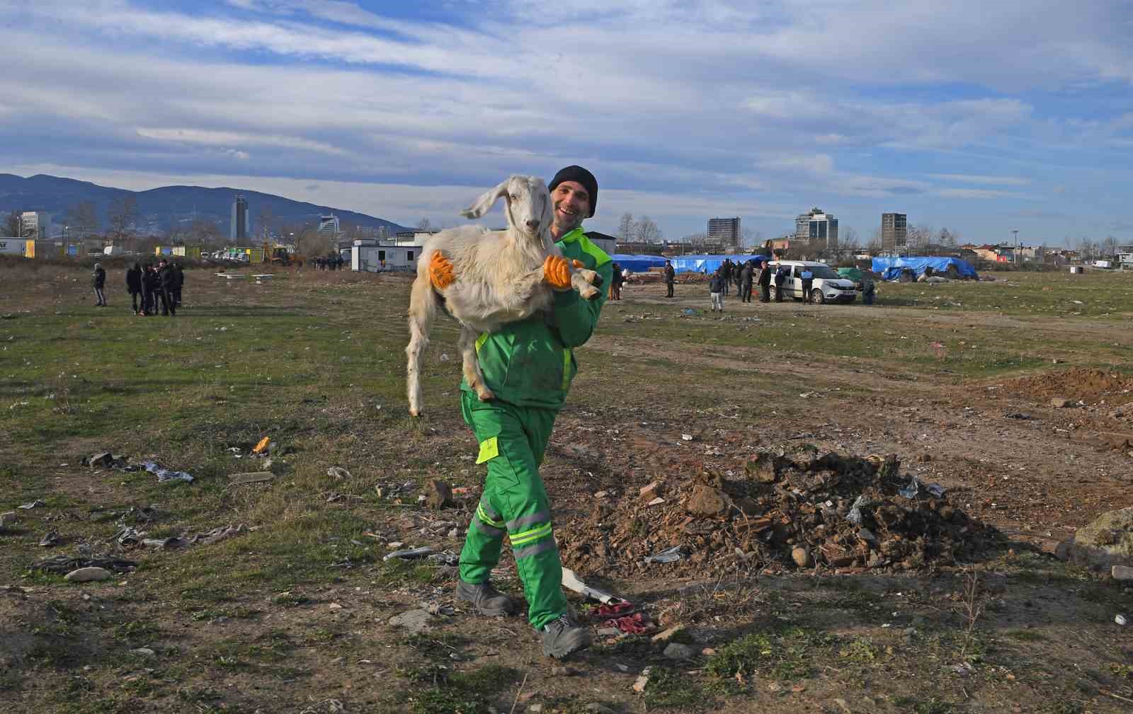 Ekili arazilere zarar veren koyunlara zabıta müdahale etti