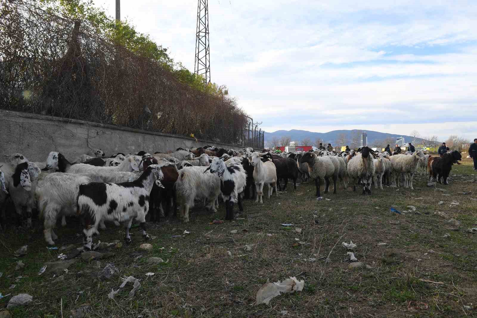 Ekili arazilere zarar veren koyunlara zabıta müdahale etti