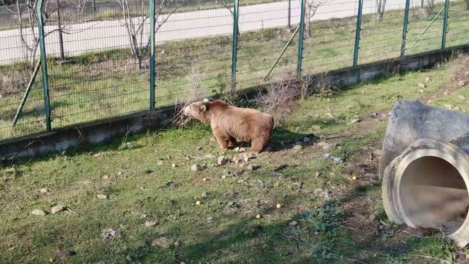 (Özel) Felç olan ayı, tedaviyle ayağa kalktı