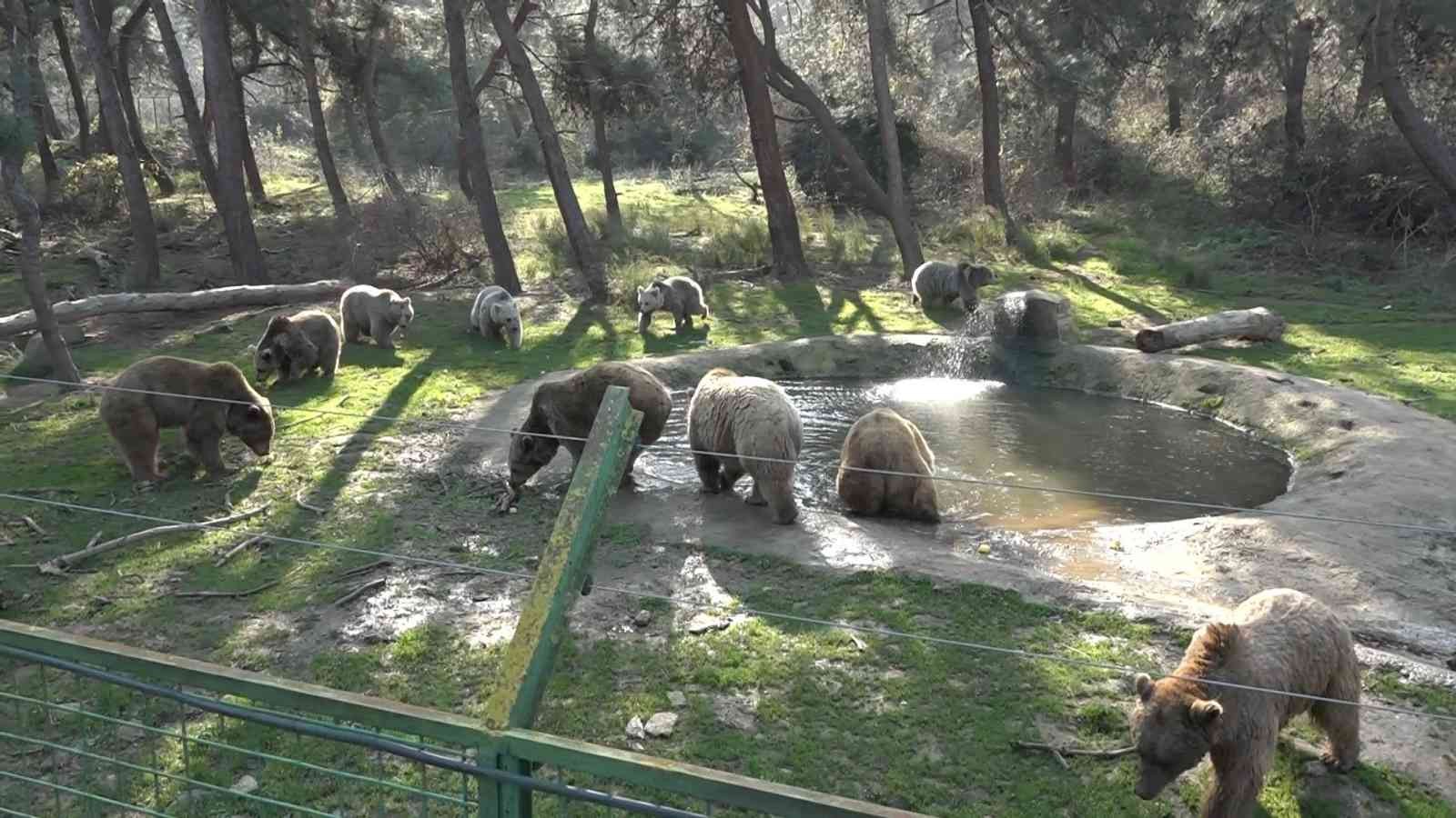 (Özel) Felç olan ayı, tedaviyle ayağa kalktı