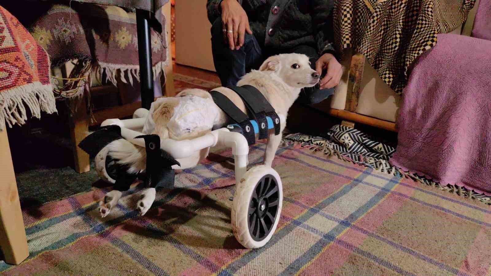 Yolda bulduğu engelli köpeği yaptığı düzenekle hayata bağladı