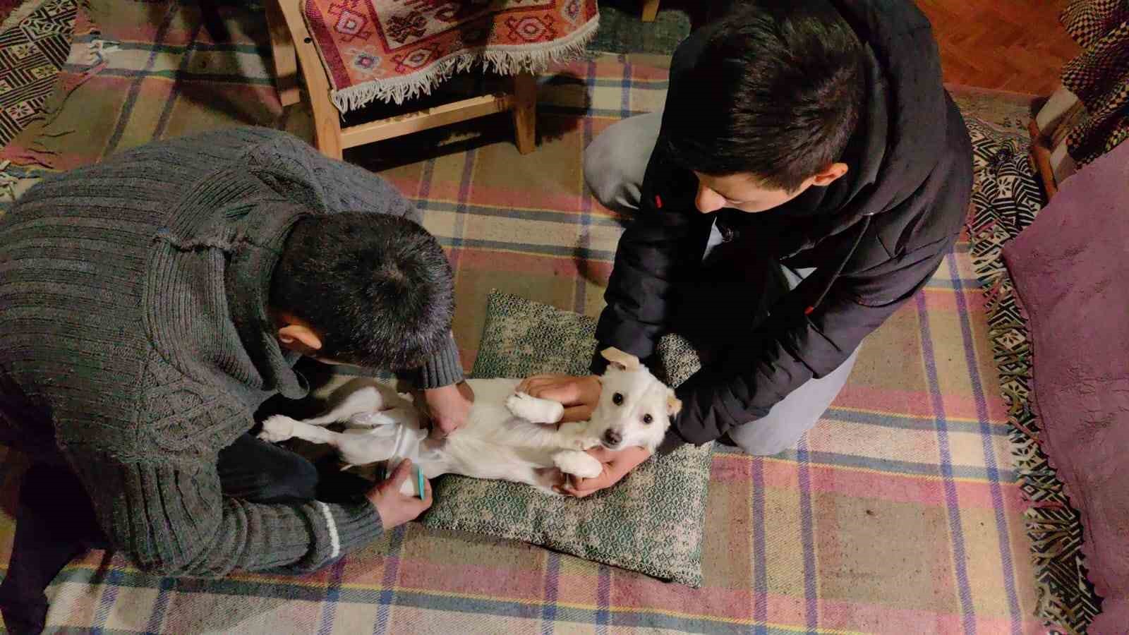 Yolda bulduğu engelli köpeği yaptığı düzenekle hayata bağladı