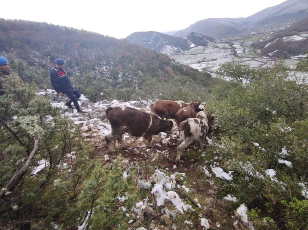 7 büyükbaş hayvanını kaybeden vatandaşın yardımına jandarma yetişti