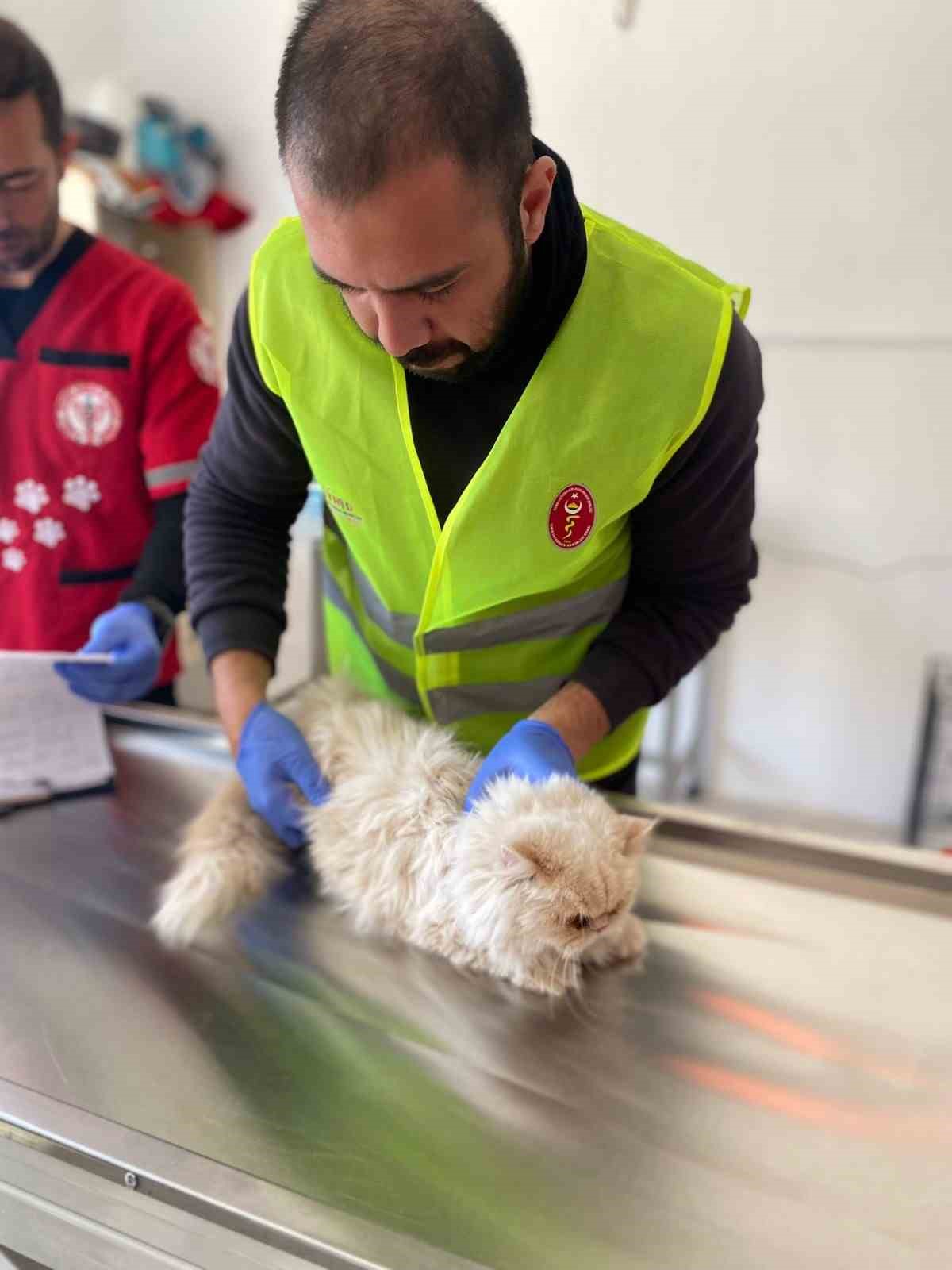 Kahramanmaraş’ta bulunan kedinin sahibi aranıyor