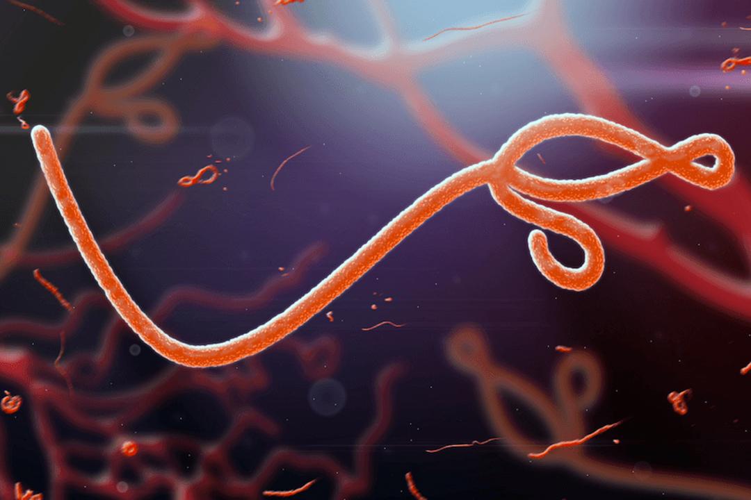 Ebola virüsü nedir? Belirtileri nelerdir? Tedavisi var mı?