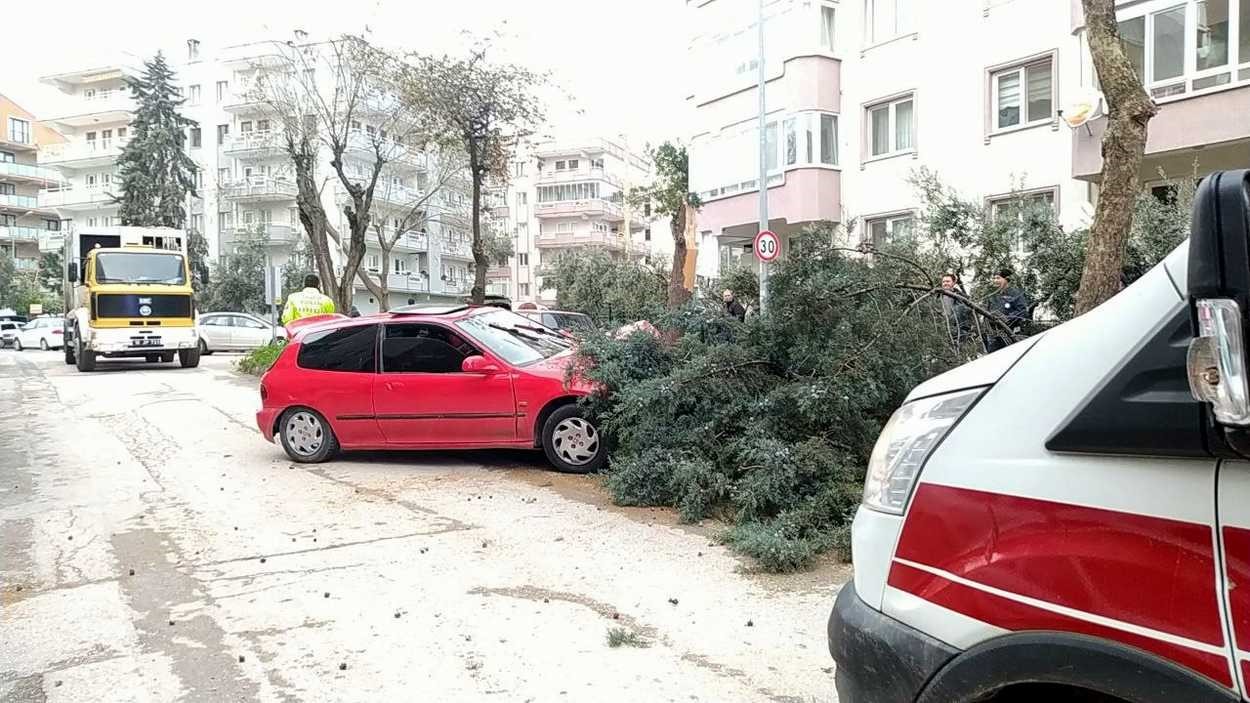 Alkollü sürücü ağacı devirerek durabildi