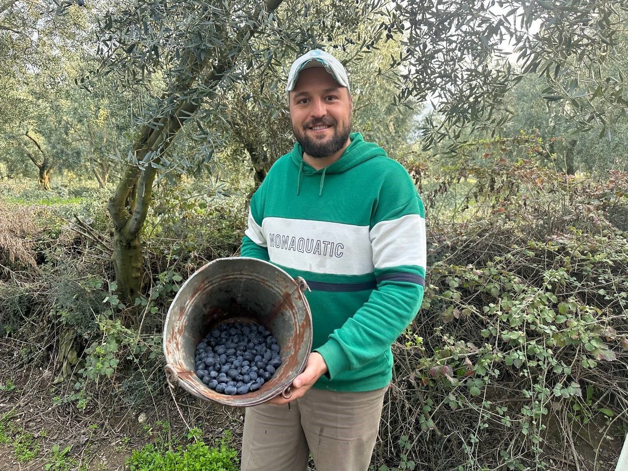 Mart ayında zeytin hasadı şaşırttı