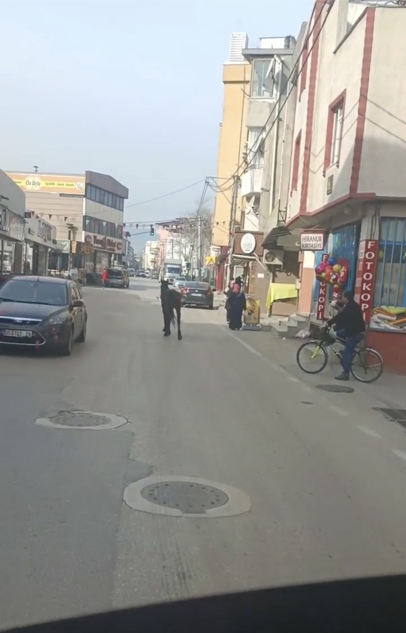 Başıboş atlar trafiği tehlikeye sokuyor