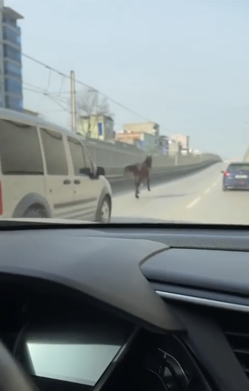 Başıboş atlar trafiği tehlikeye sokuyor