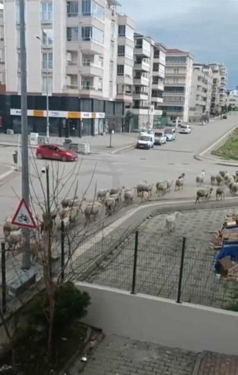 Başıboş atlar trafiği tehlikeye sokuyor