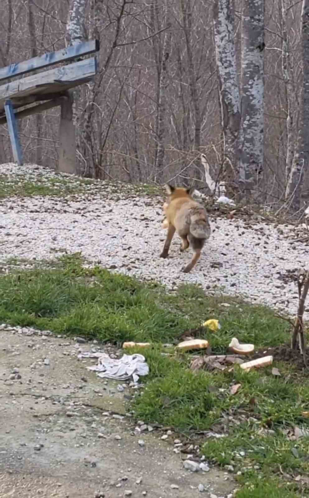 Önlerine çıkan tilkiyi beslediler