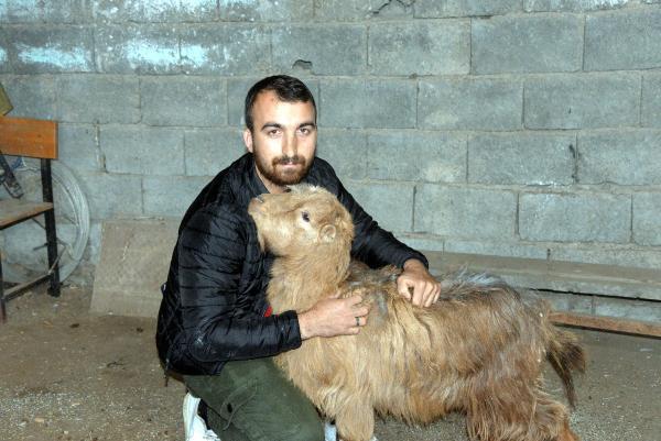 Depremin 47. gününde enkaz kaldırılırken keçisi sağ çıktı, heyecanla kendini iş makinesinin önüne attı