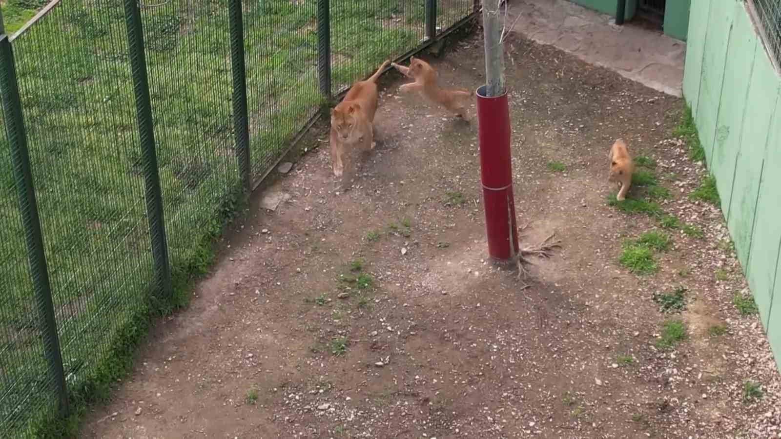 İlk defa dron gören minik aslanlar