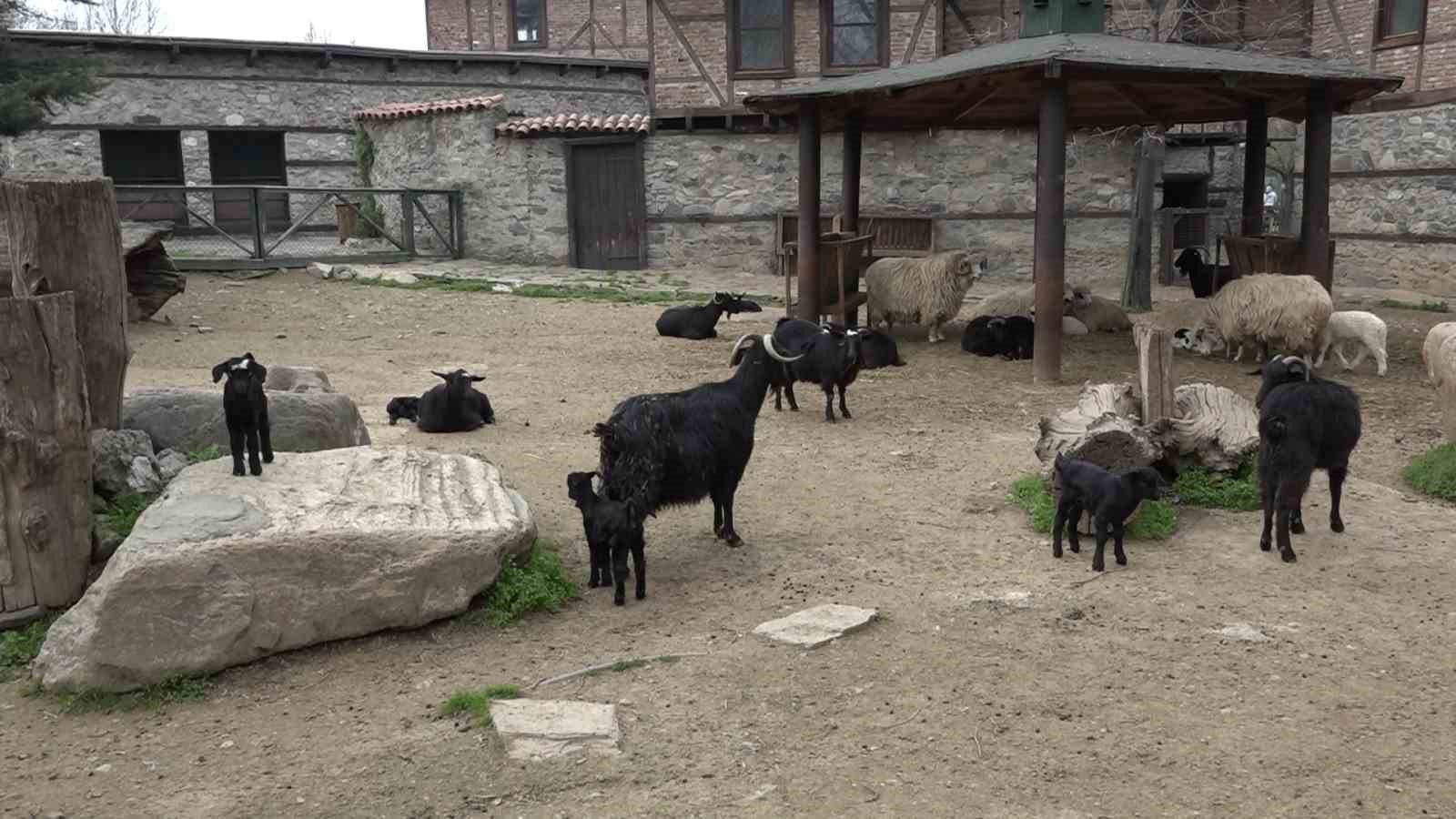 Bursa Hayvanat Bahçesi’nin sevimli yavruları ilgi odağı