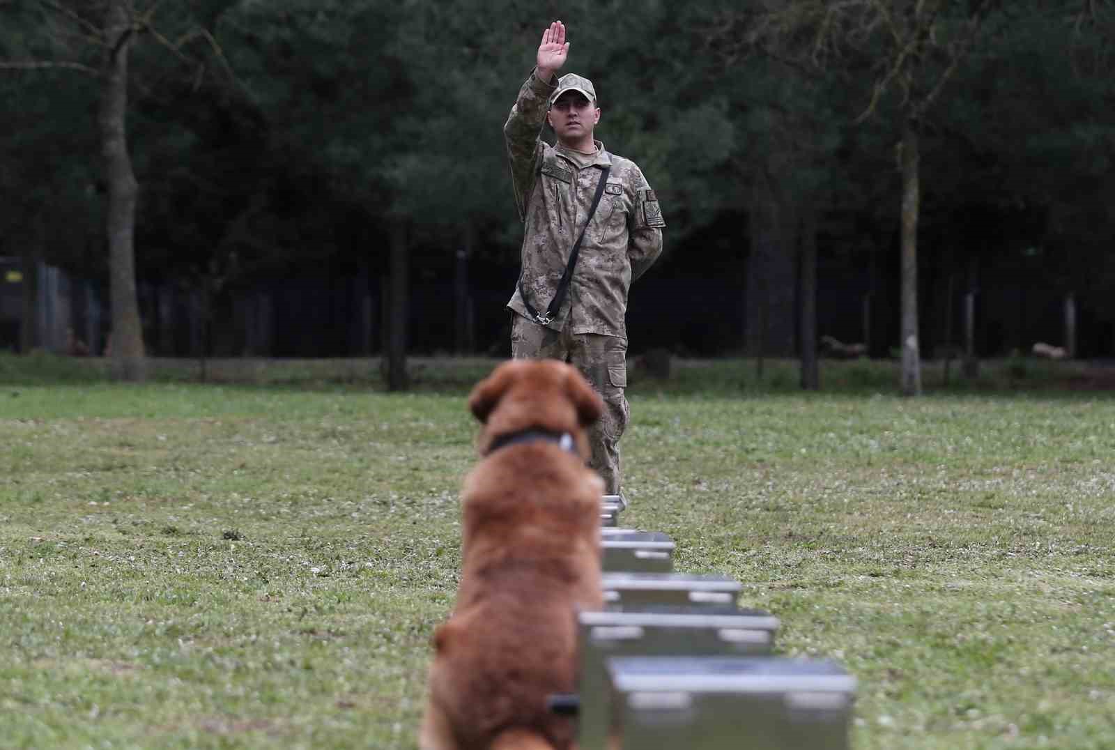 Bomba uzmanı köpeklerin nefes kesen eğitimi