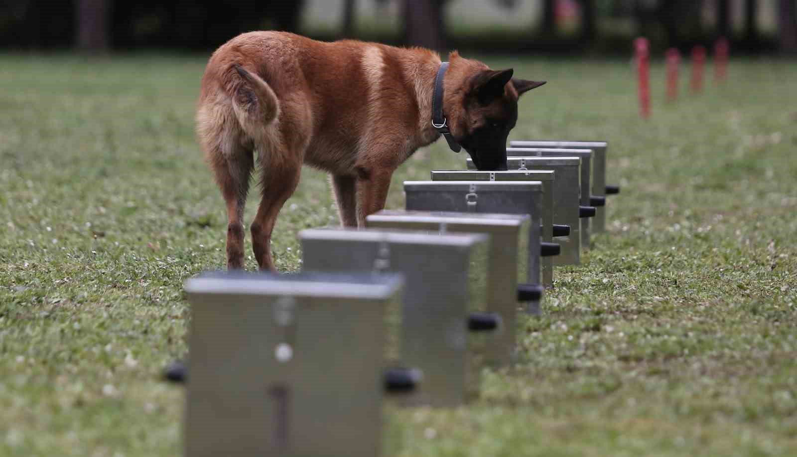 Bomba uzmanı köpeklerin nefes kesen eğitimi