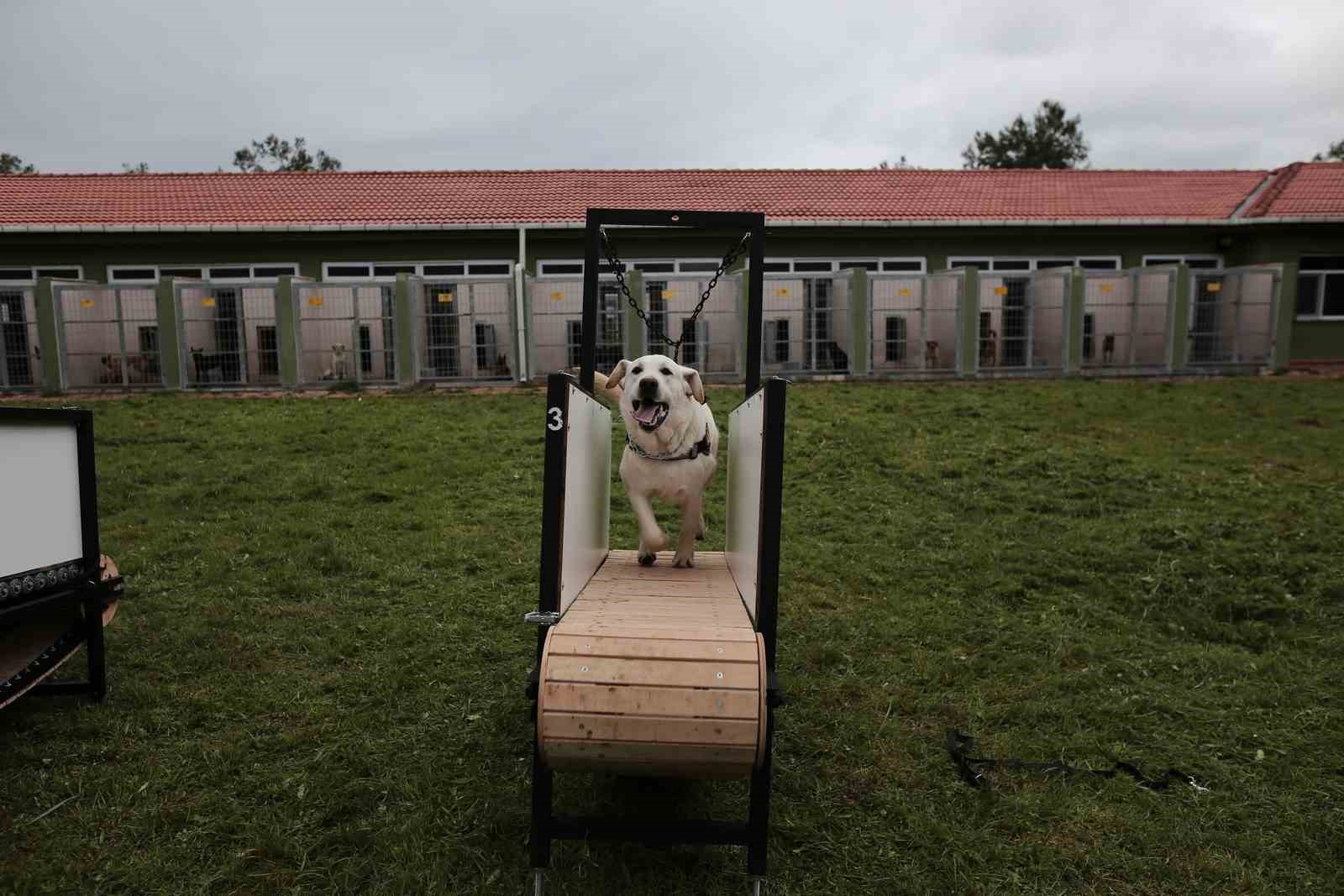 Bomba uzmanı köpeklerin nefes kesen eğitimi