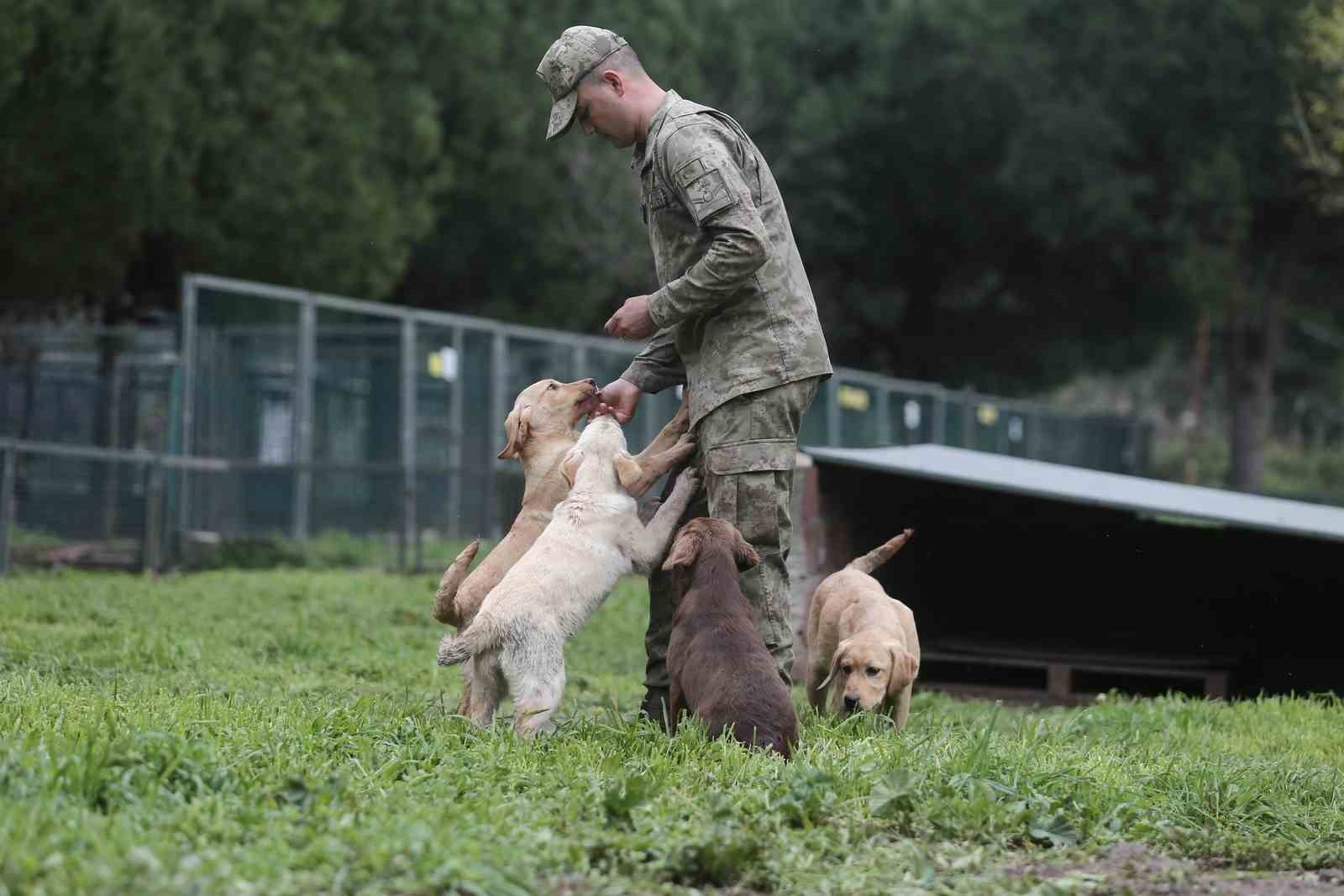 Bomba uzmanı köpeklerin nefes kesen eğitimi