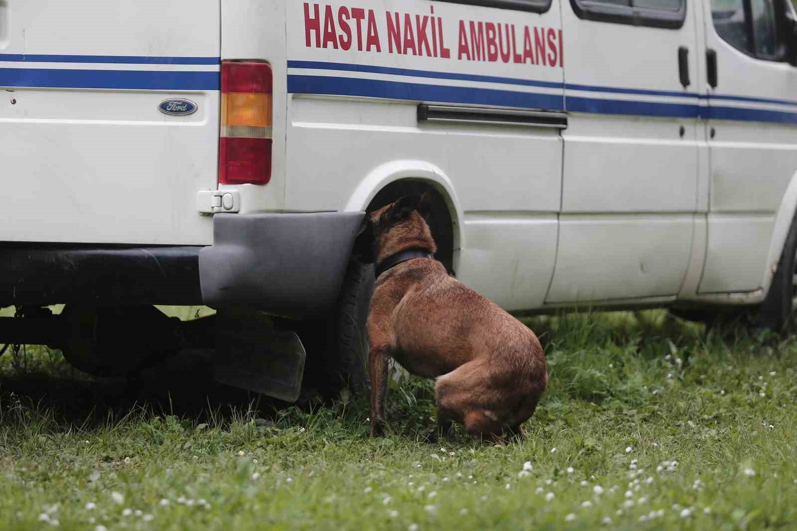 Bomba uzmanı köpeklerin nefes kesen eğitimi