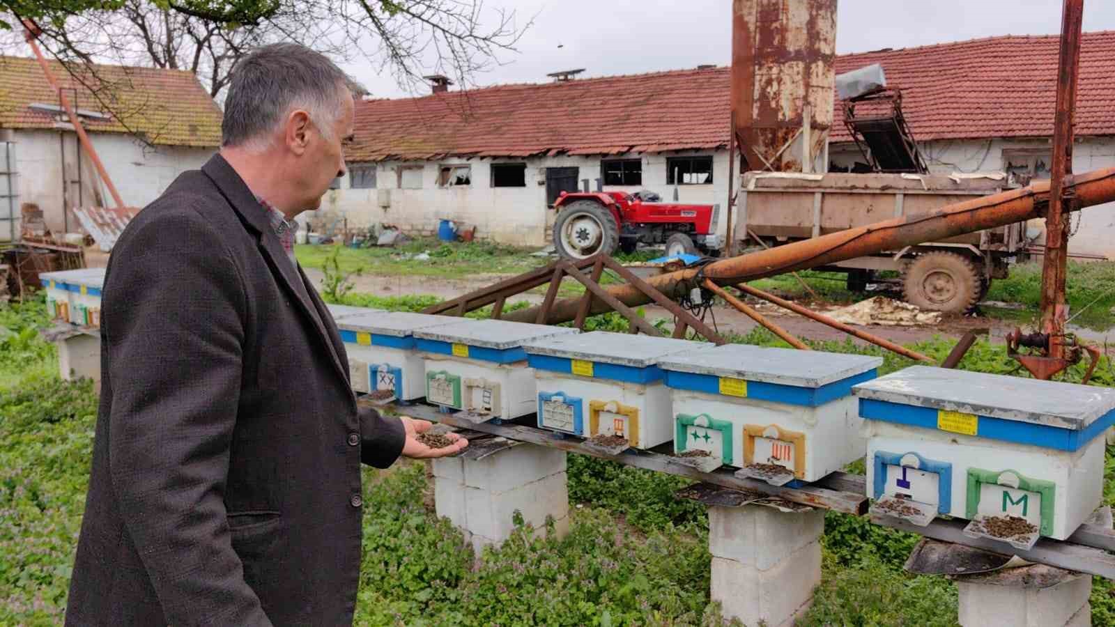 Bursa’da toplu arı ölümleri