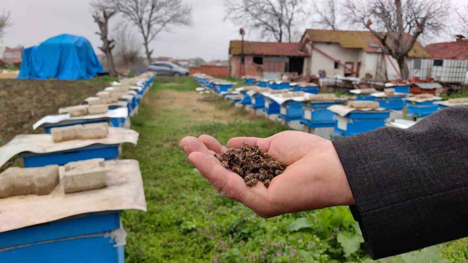 Bursa’da toplu arı ölümleri