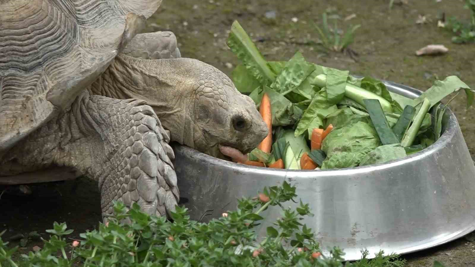 Zoopark’taki kaplumbağalara Dünya Kaplumbağa Günü’nde ziyafet