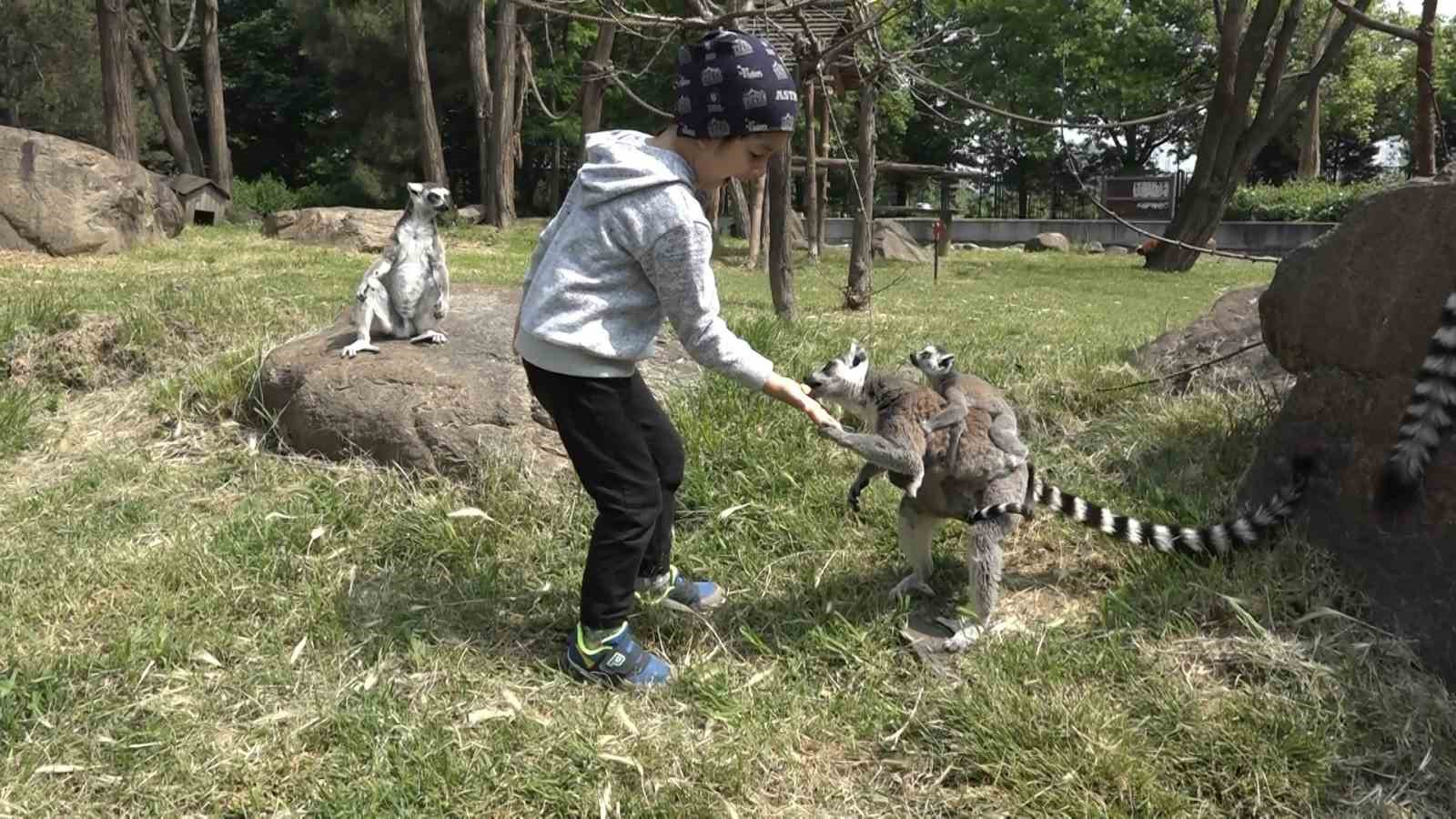 (Özel) Öğrenciler lemurları elleriyle besledi