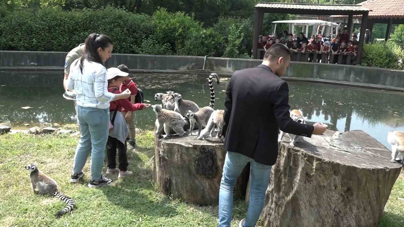 (Özel) Öğrenciler lemurları elleriyle besledi