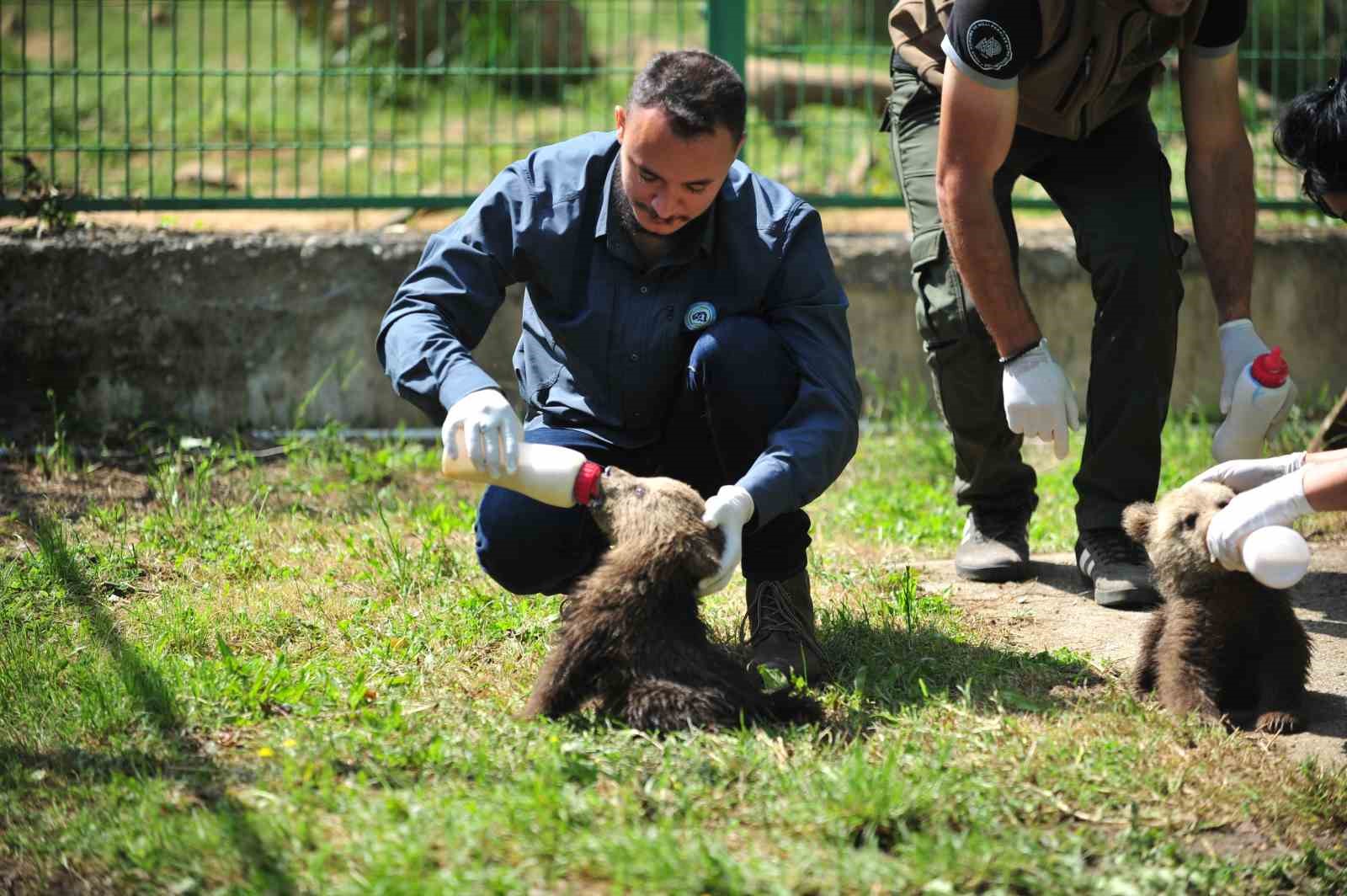 2,5 aylık sevimli ayılar barınağın yeni maskotları oldu