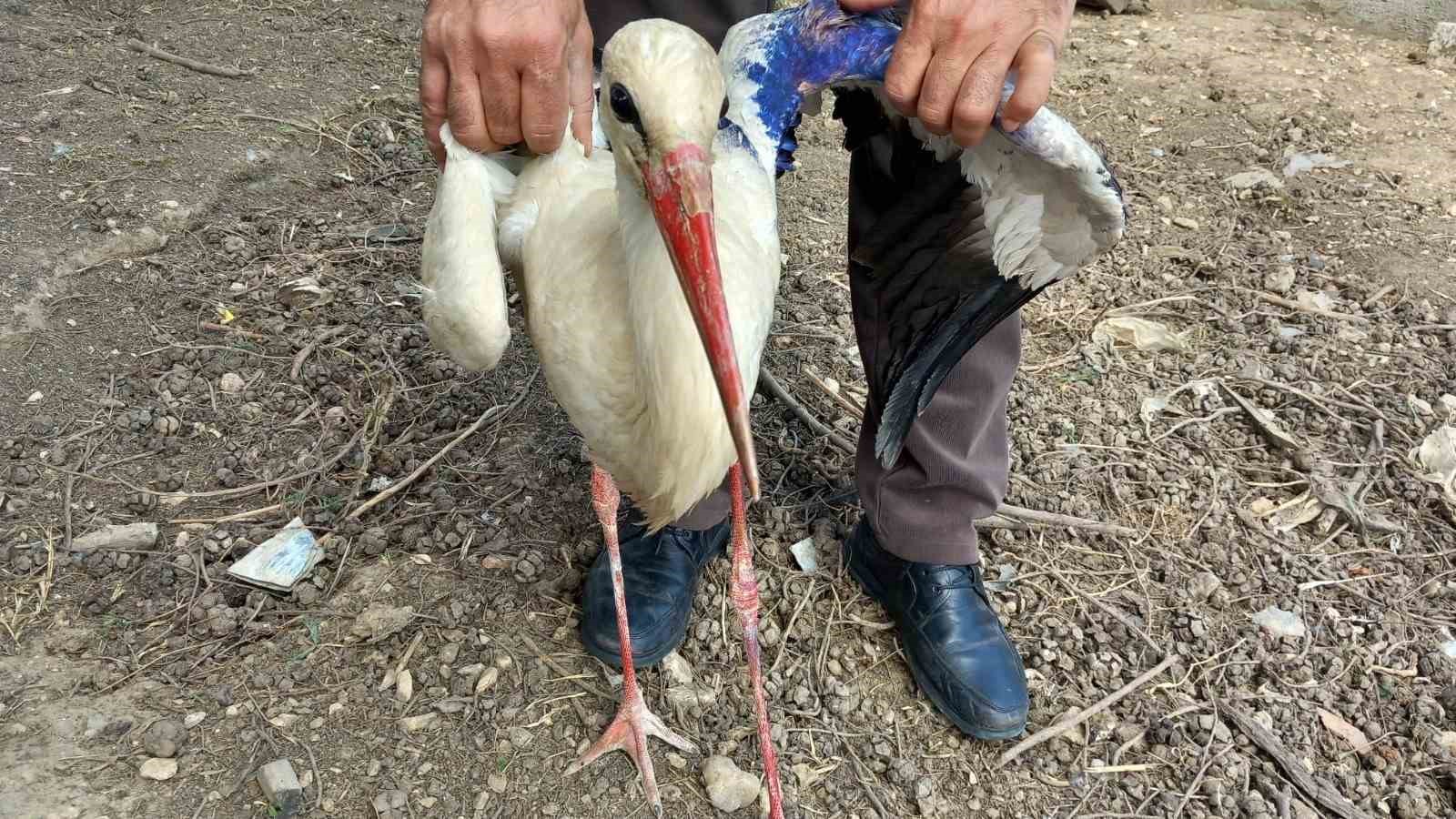 Yaralı leylek tedavi edildi